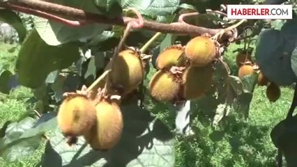 Kivi üreticilerinin rekolte endişesi -