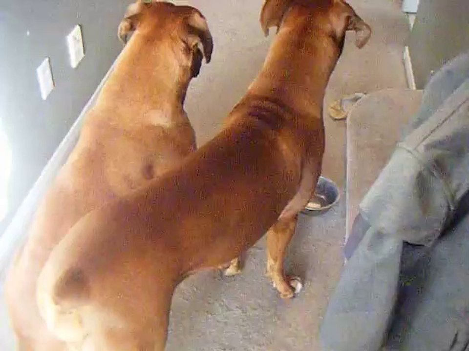 Boxer playing with his bowl