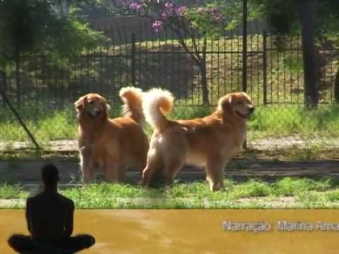 Tempo e Saúde - Cuidados com os Pets no verão