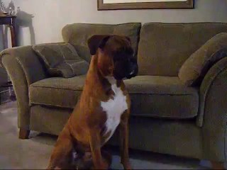 Boxer posing!