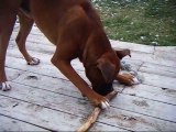 Boxer trying to break a stick lol
