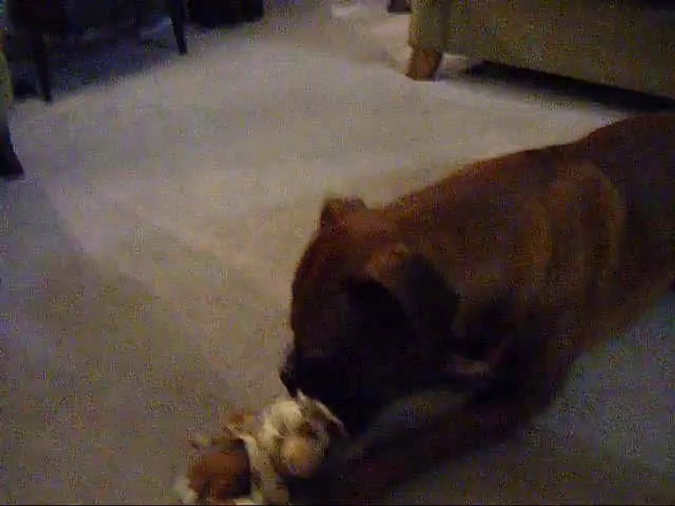 Boxer vs Cow toy