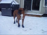 Boxer walks funny in new shoes!