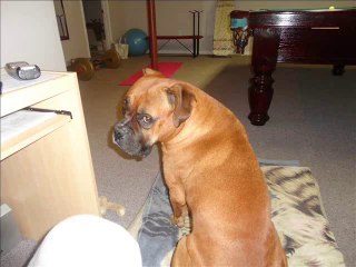 Boxers play fighting! Father and son!