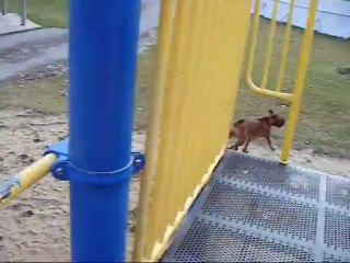 Boxers playing at the park!