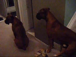 Boxers waiting for Dad to return! Cute!