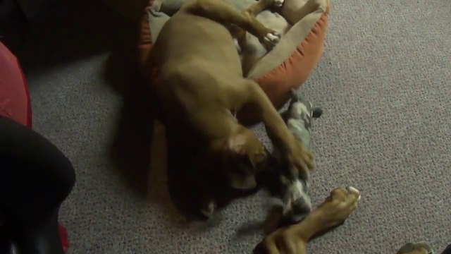 Cutest puppy playing laying down