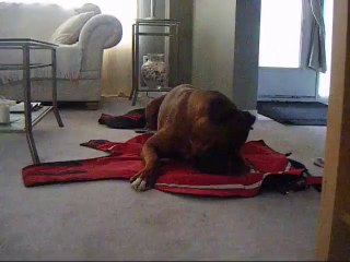 Dog finally cracks open toy egg