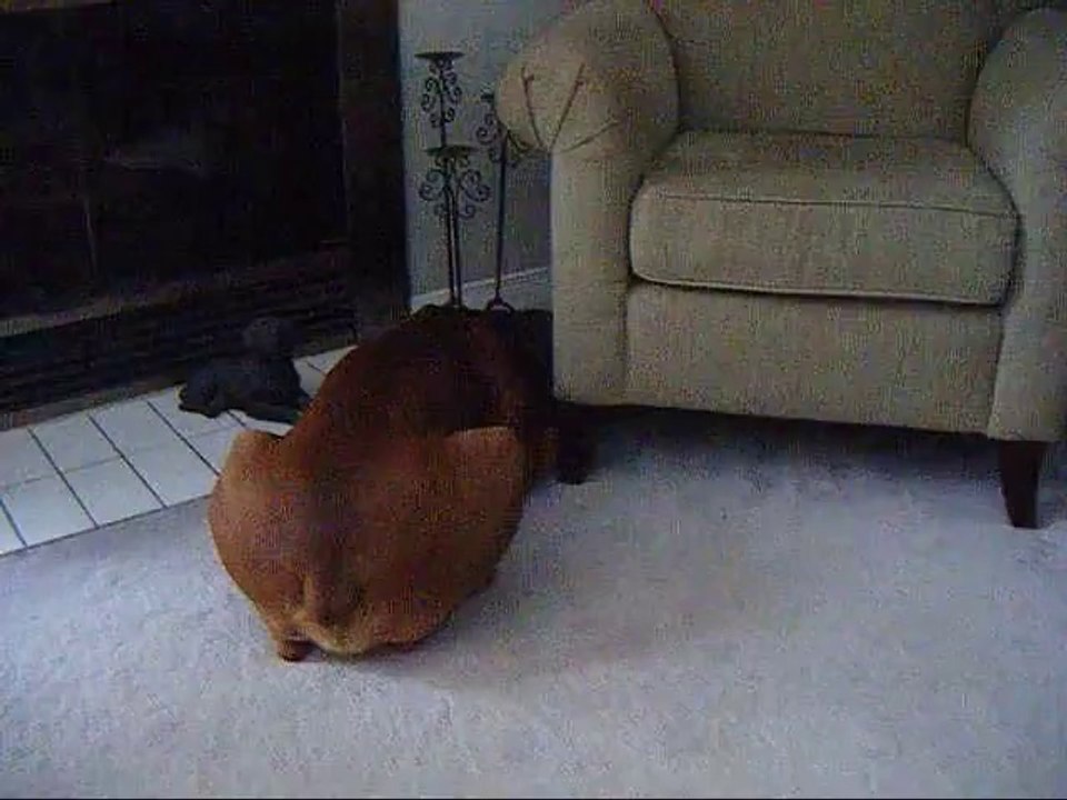 Dog on timeout! TOO CUTE