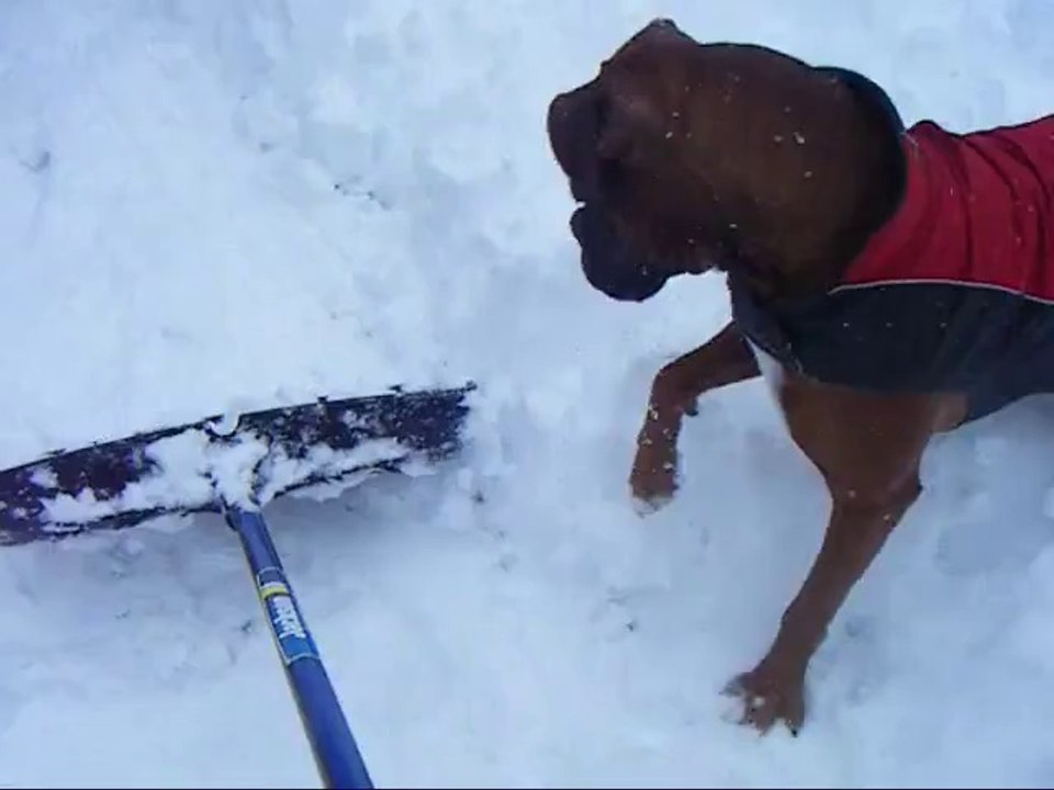 Dog playing with shovel
