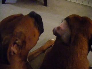 Doggy wearing shoes for first time LOL