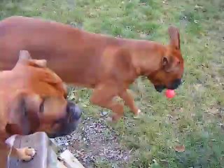 Dogs dont want to play