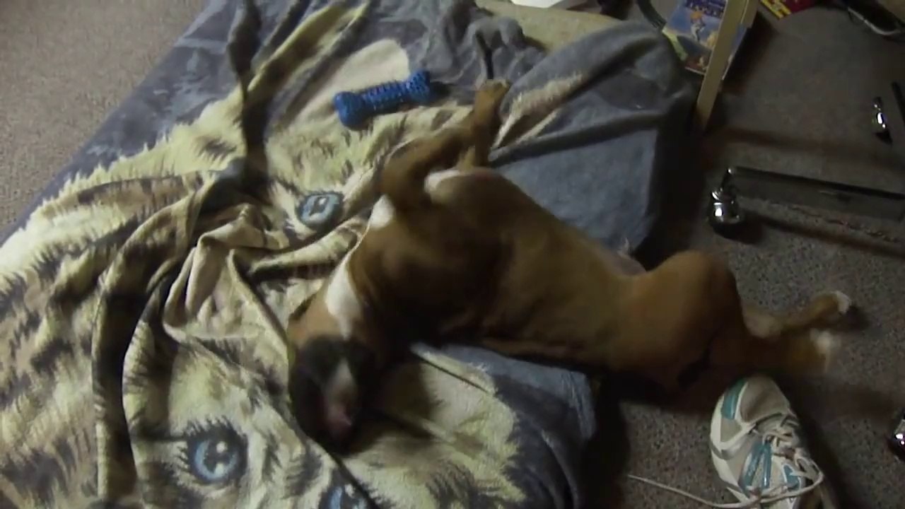 Puppy attacking cat blanket! LOL