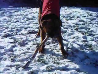 Boxer chewing a stick LOL yummy
