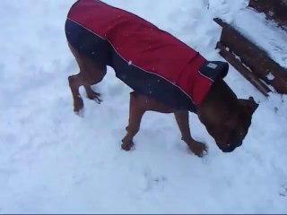 Boxer doesnt wanna play anymore. Awww!