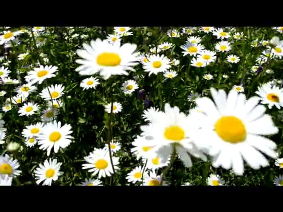 marguerites