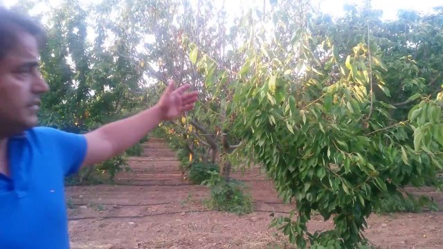 Kiraz Agacı kurumaları izmir Kemalpaşa Akay Solmaz