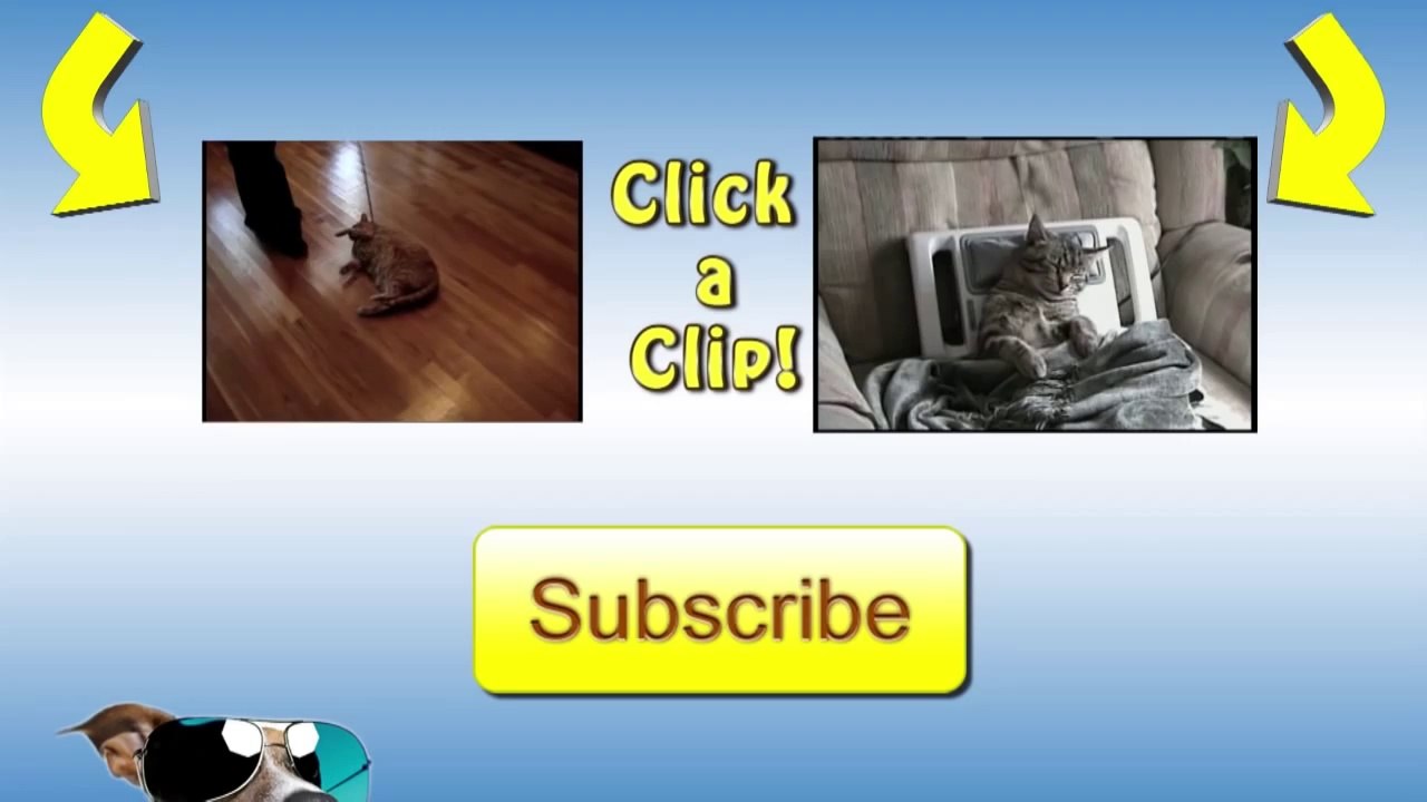 Kitten Loves Milk