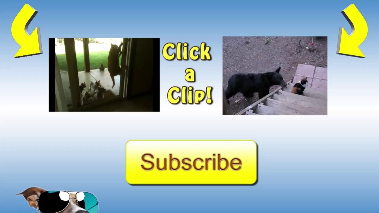 Lazy Fat Cat