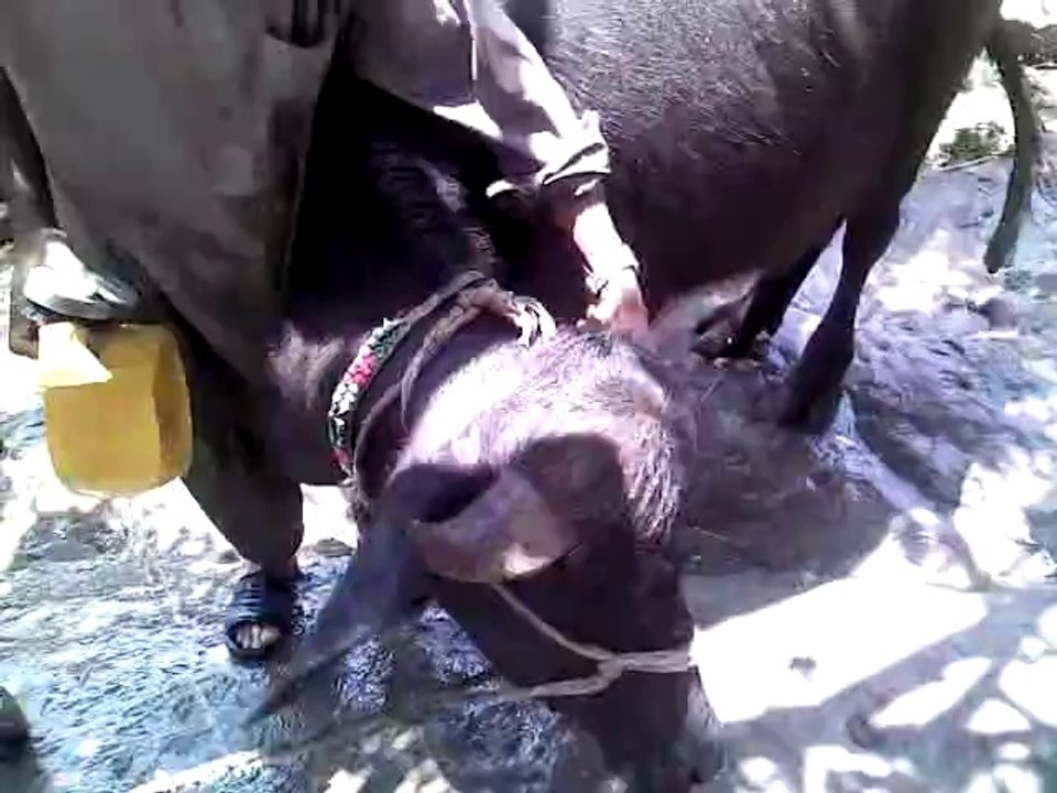 MOST INCREDIBLE BULL OF INDIA