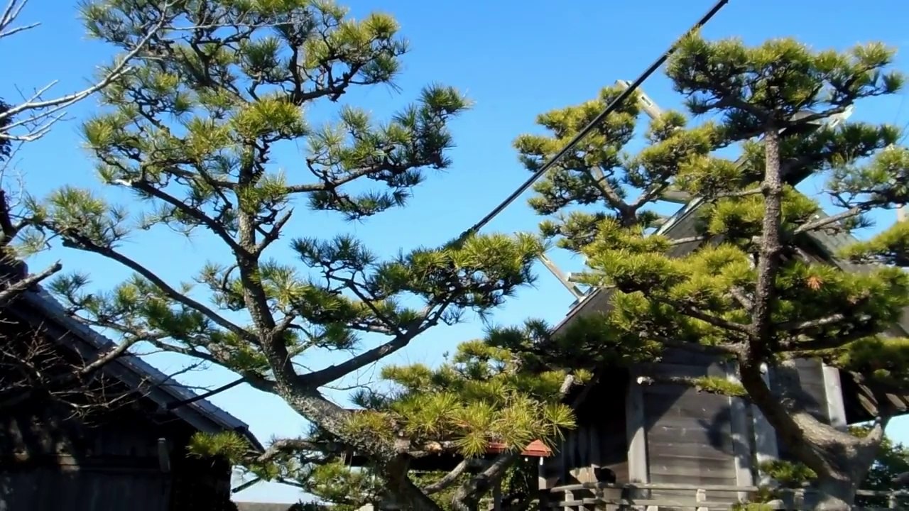 Ornamental Japanese Trees