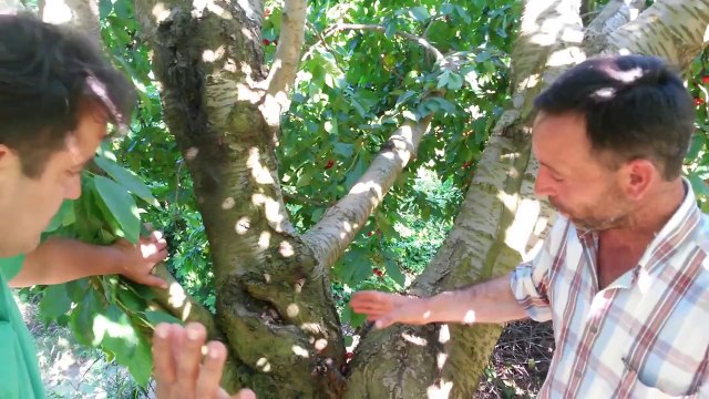 Kiraz Ağacı Dip Kurdu izmir Kemalpasa Bayramlı Orhan Çakal - Kiraz Kurdu ilacı