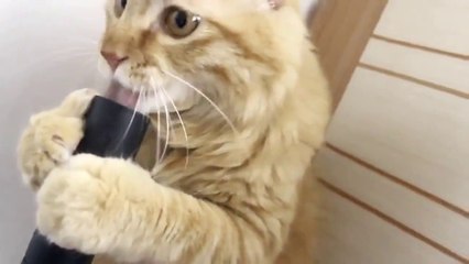 Bu Kedi Çok Acıkmış Olmalı