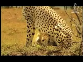 Lemon Lemon Lemon imj version