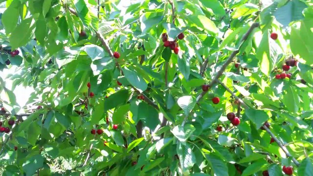 Kiraz Ağacı bakımı - Antalya Kumluca - Halit Öztürk - Kiraz gübresi