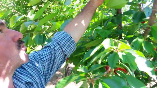 Kiraz Ağacı Kuruması- Antalya Kumluca Çukurca Mahallesi - Halit Öztürk