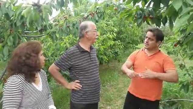 Kuruyan Kiraz Ağacı - Ören limoncuk - Necdet Öztabak