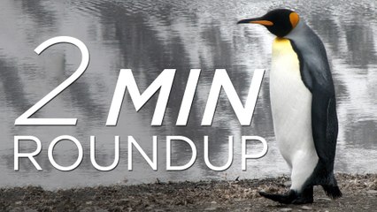 Pygmy sloths, penguin poop & swimming with crocs