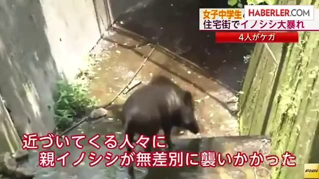 Japonya'da Şehre İnen Yaban Domuzu Böyle Dehşet Saçtı