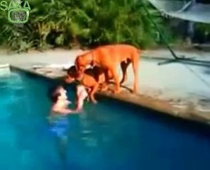 Sahibinin Boğulduğunu Sanan Köpek