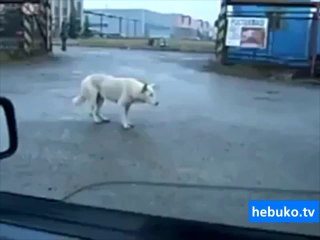 müzikle dans eden köpek - hoppa, oturmaya mı geldik!!! :D
