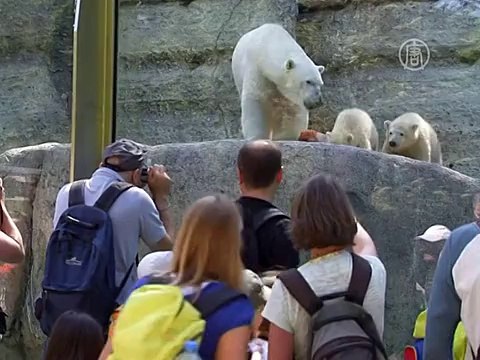 Медвежата в Мюнхене осваивают вольер для взрослых
