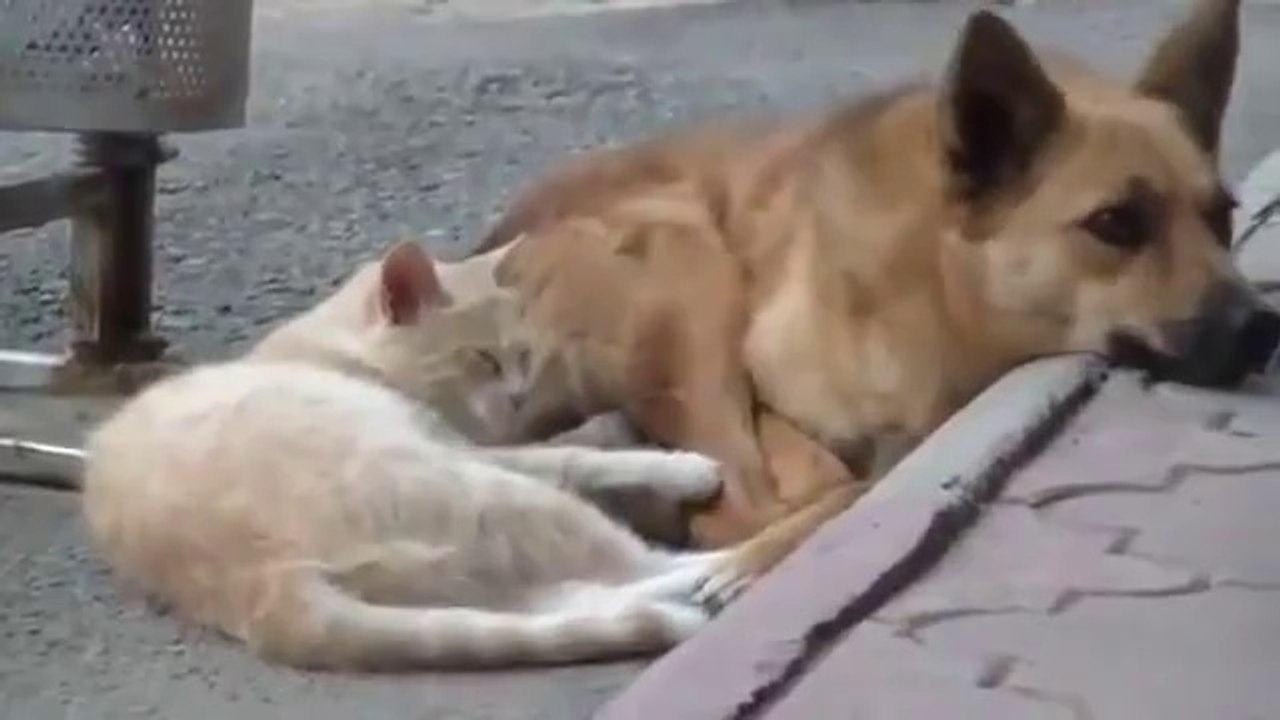 Кога природните непријатели имаат меѓусебна љубов