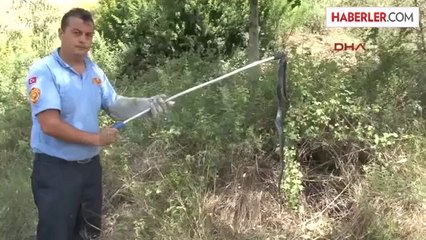 İşyerine Giren Yılanı Cankur Yakaladı