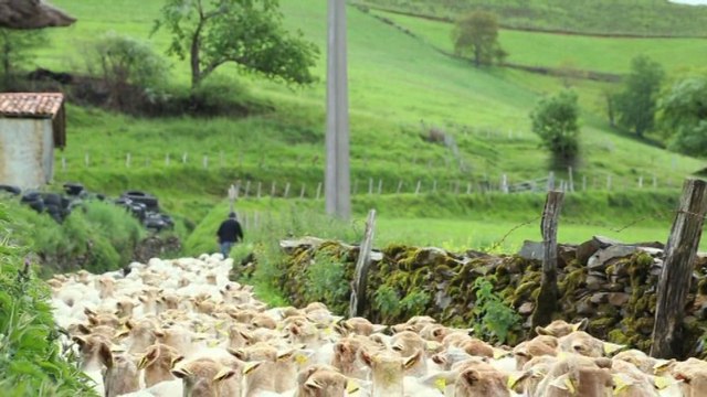 L’Instant gourmand Pur Brebis Pyrénées - module 1