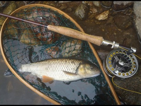 PHIL DENIS STEPH ET LOU PESCAYRE AU COUP DU SOIR