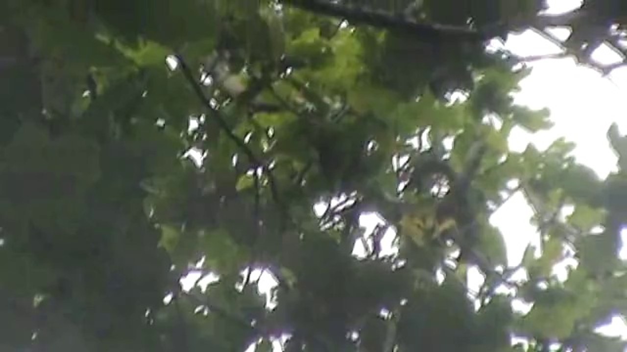 Mésange bleue 02