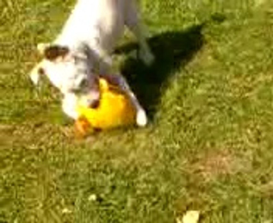 iris jack russel terrier