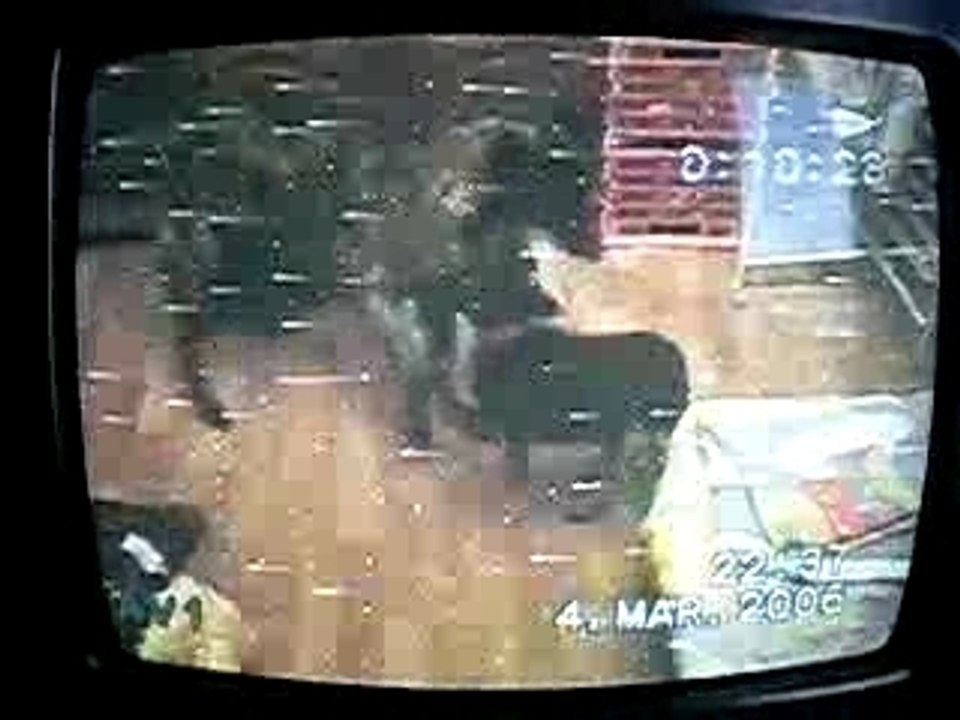 Vidéo (4)
