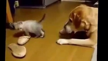 Cats Are AWESOME, you won't believe your eyes!!