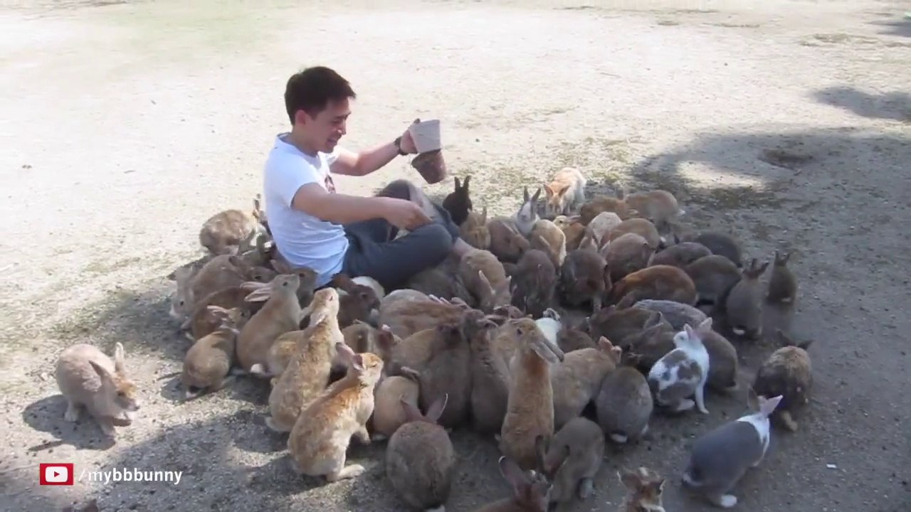 Awesome Mealtime on Bunny Island! Ōkunoshima - Takehara City