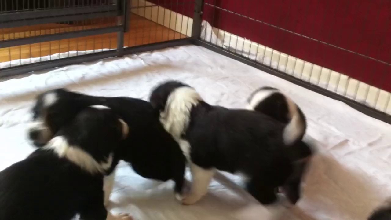 chiots GinXKobe 3 semaines