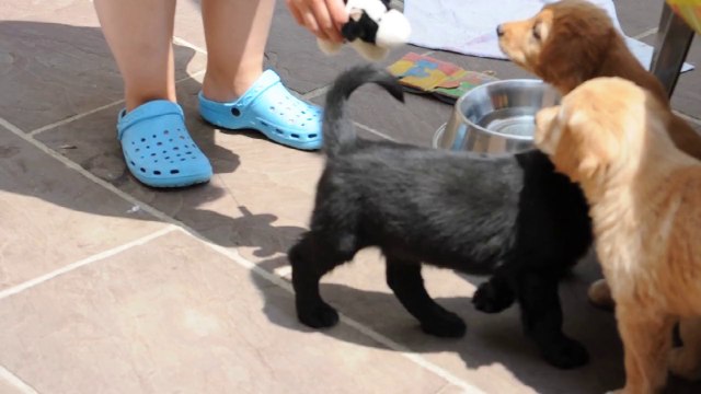 drôle de vache 2 250614