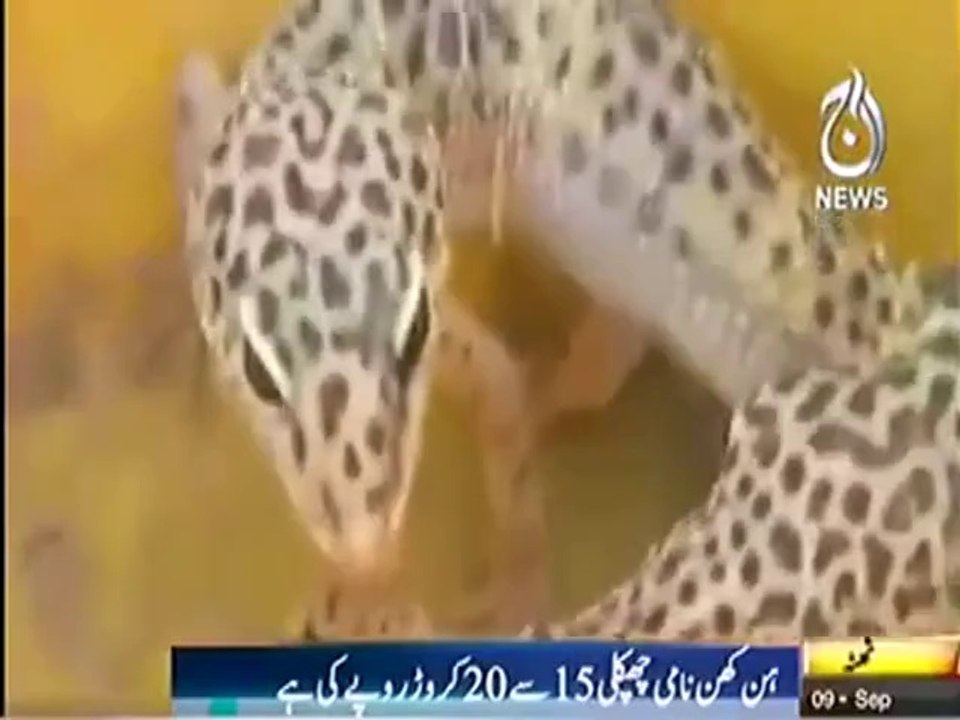 15 se 20 crore ki Chipkali