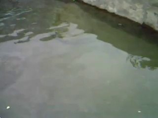 Trout Fish, Fish farming, Kalash Bumboret Valley, Chitral