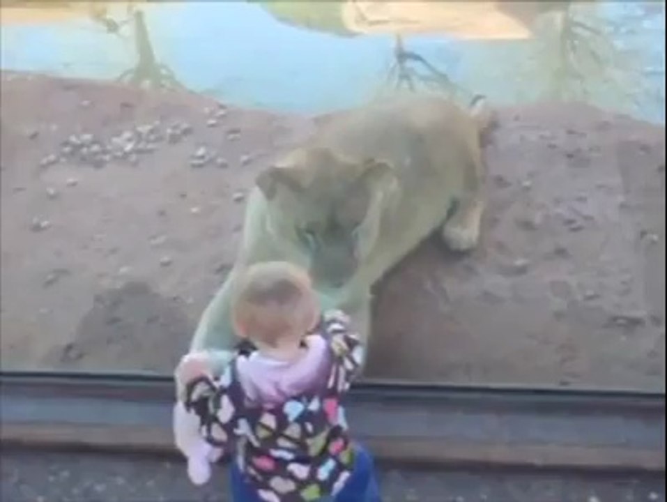 kids n lion